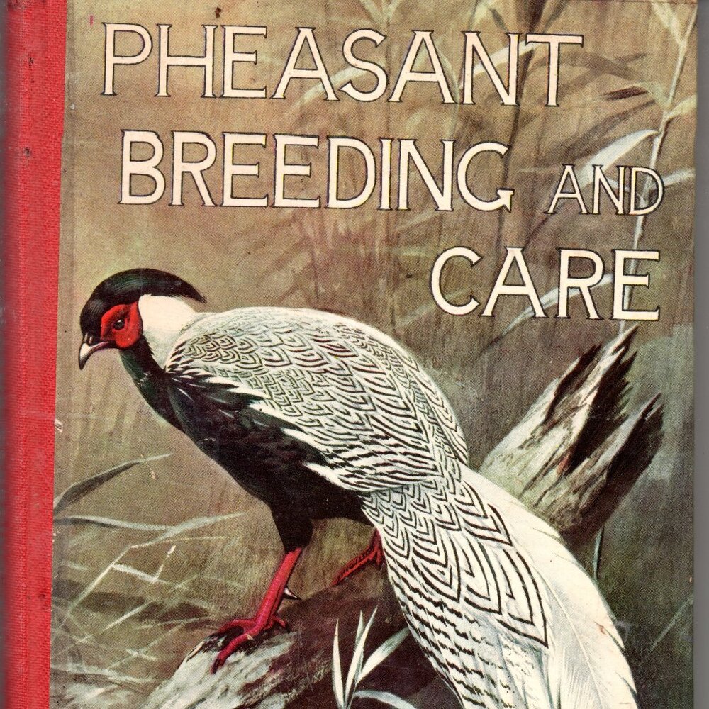 Pheasant Breeding and Care